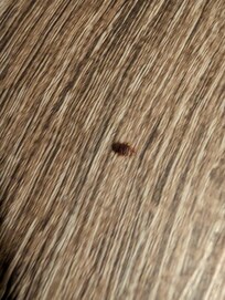 bed bugs