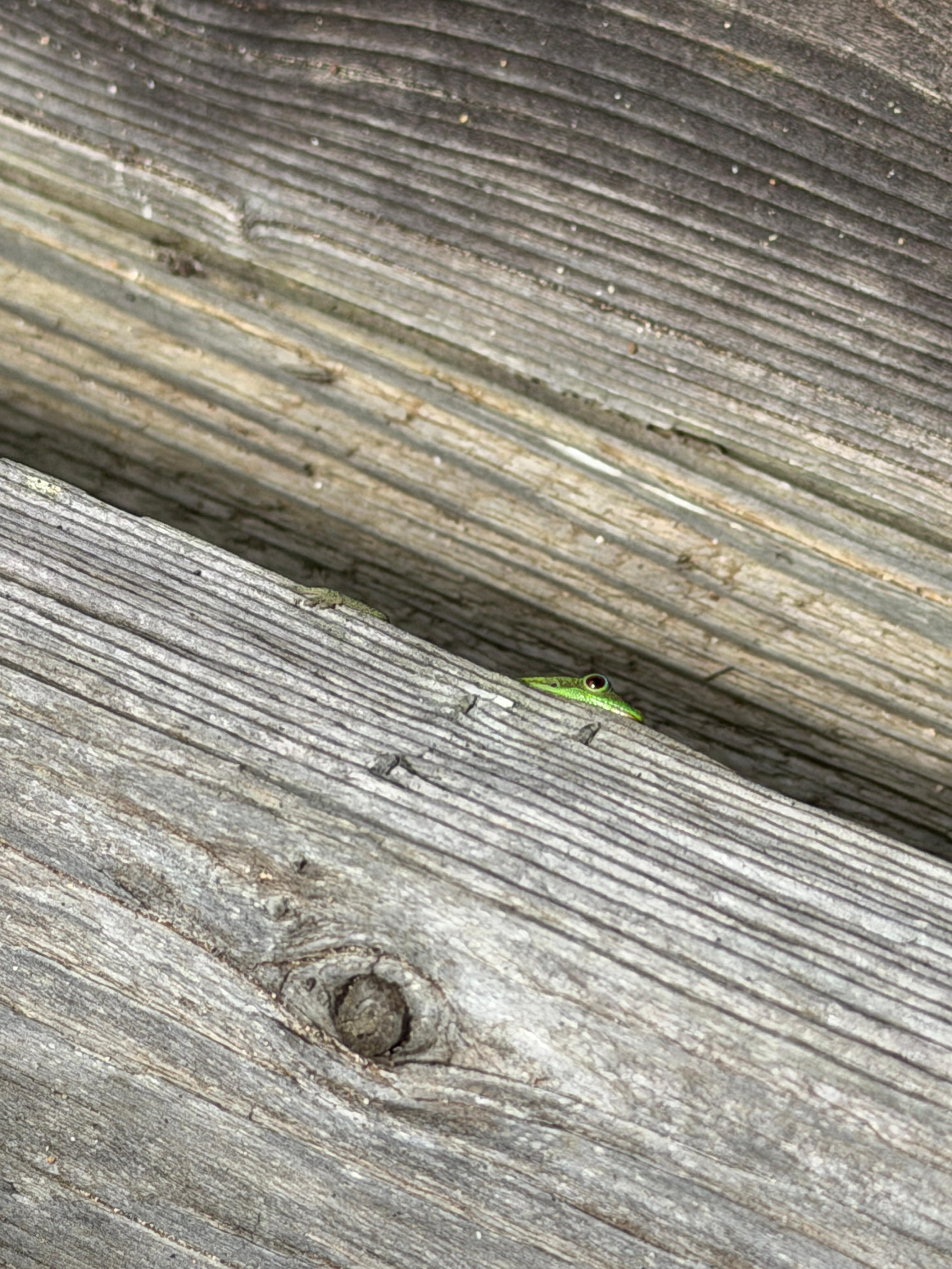 The Geckos tend to be a little shy. 😉