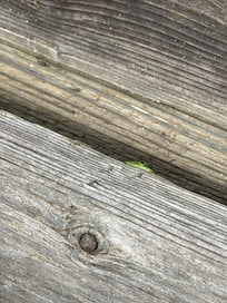 The Geckos tend to be a little shy. 😉