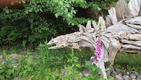Driftwood scuptures in garden