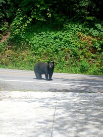 A curious bear. Taken from the front door.