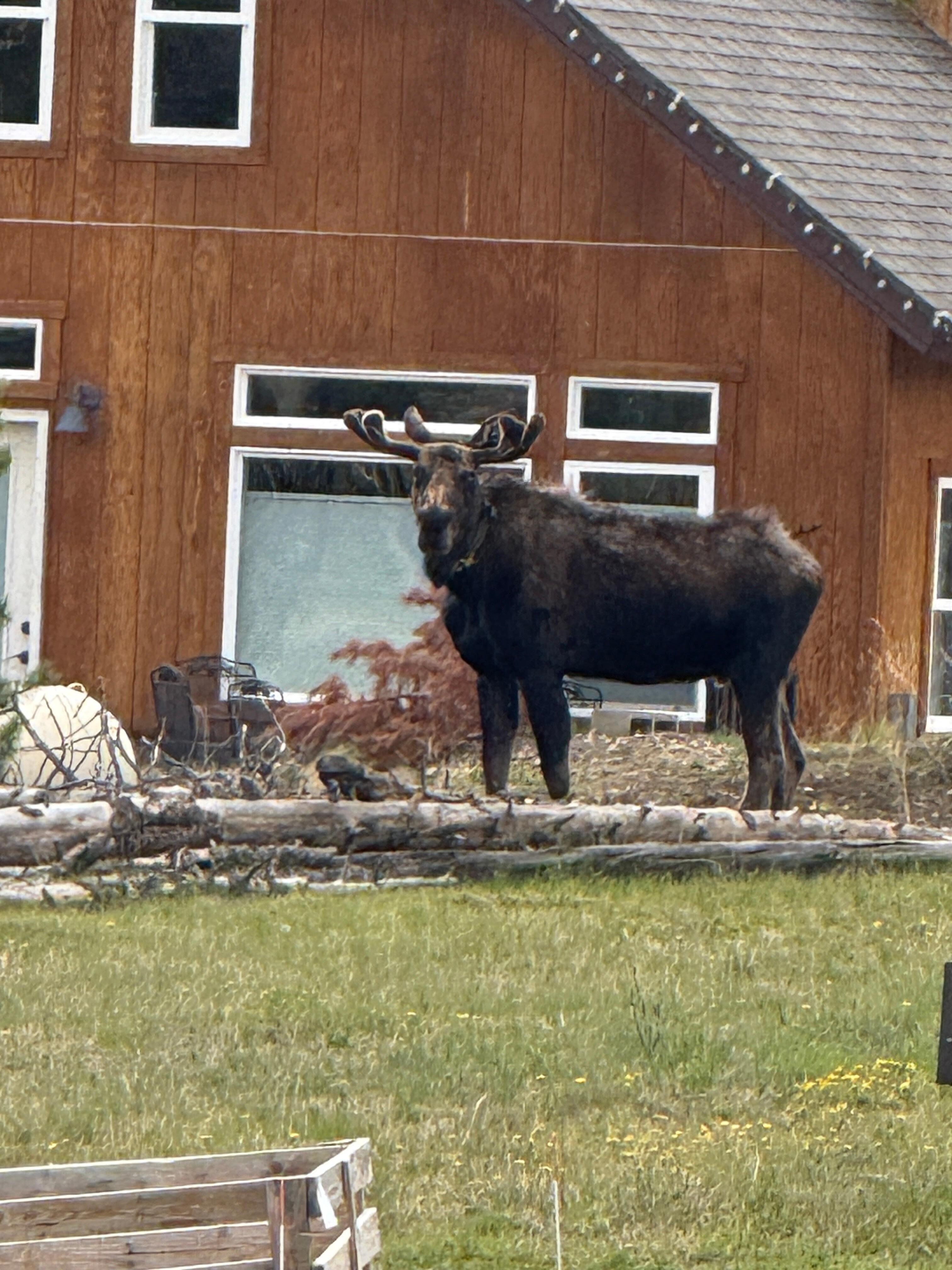 Neighborhood bully