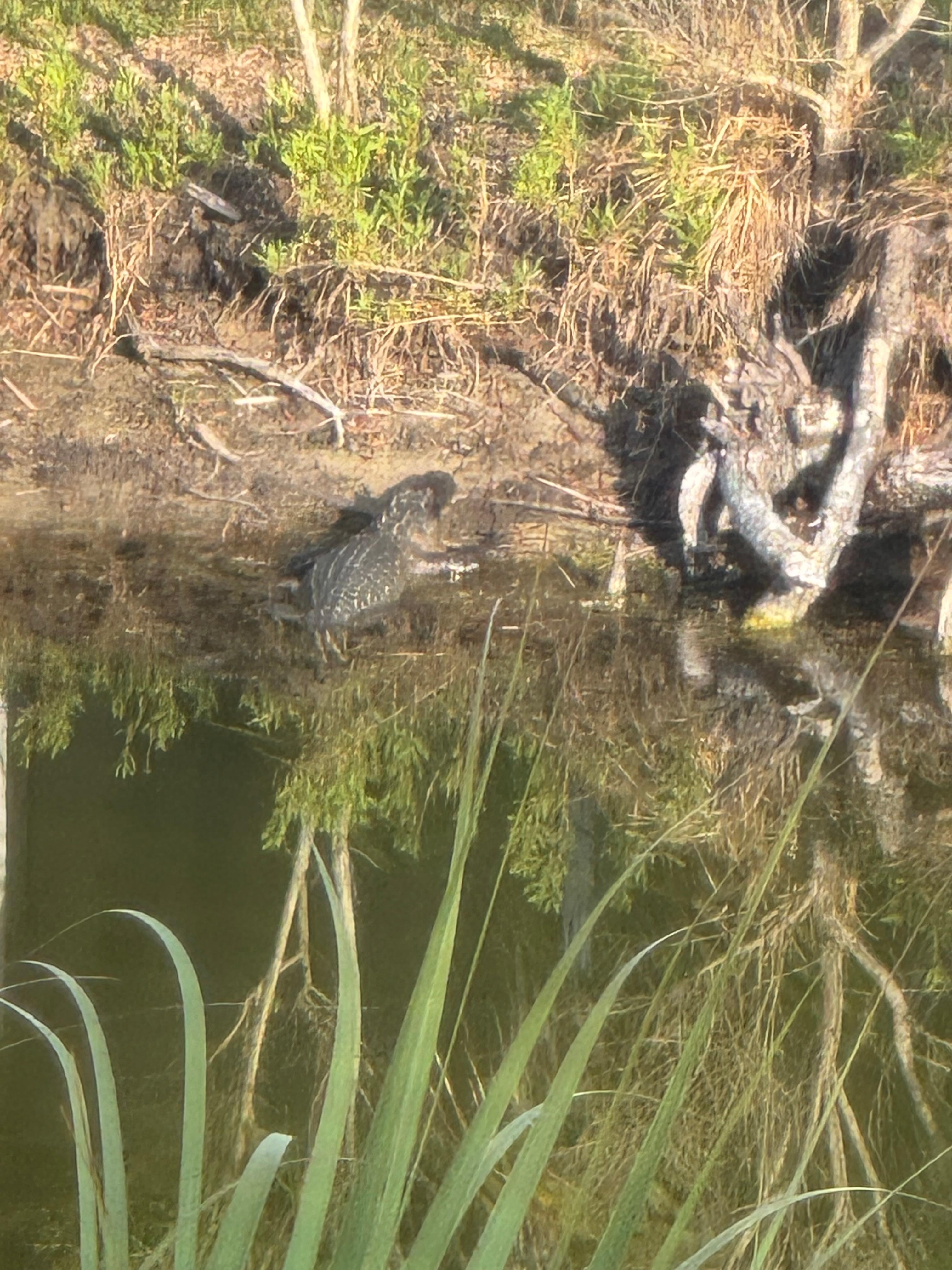 View from kitchen level screened in porch 😀