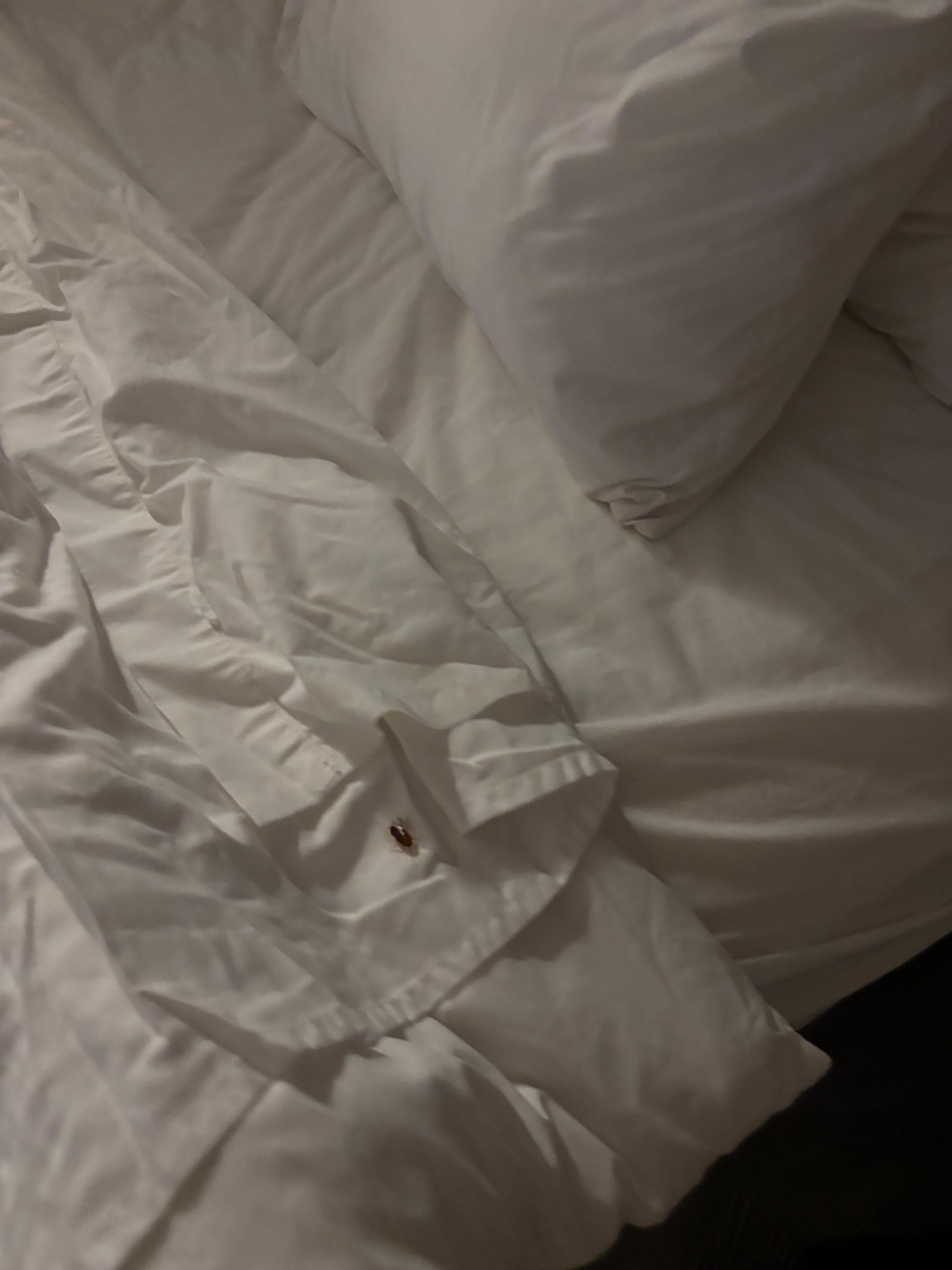 Cockroach on the bed 