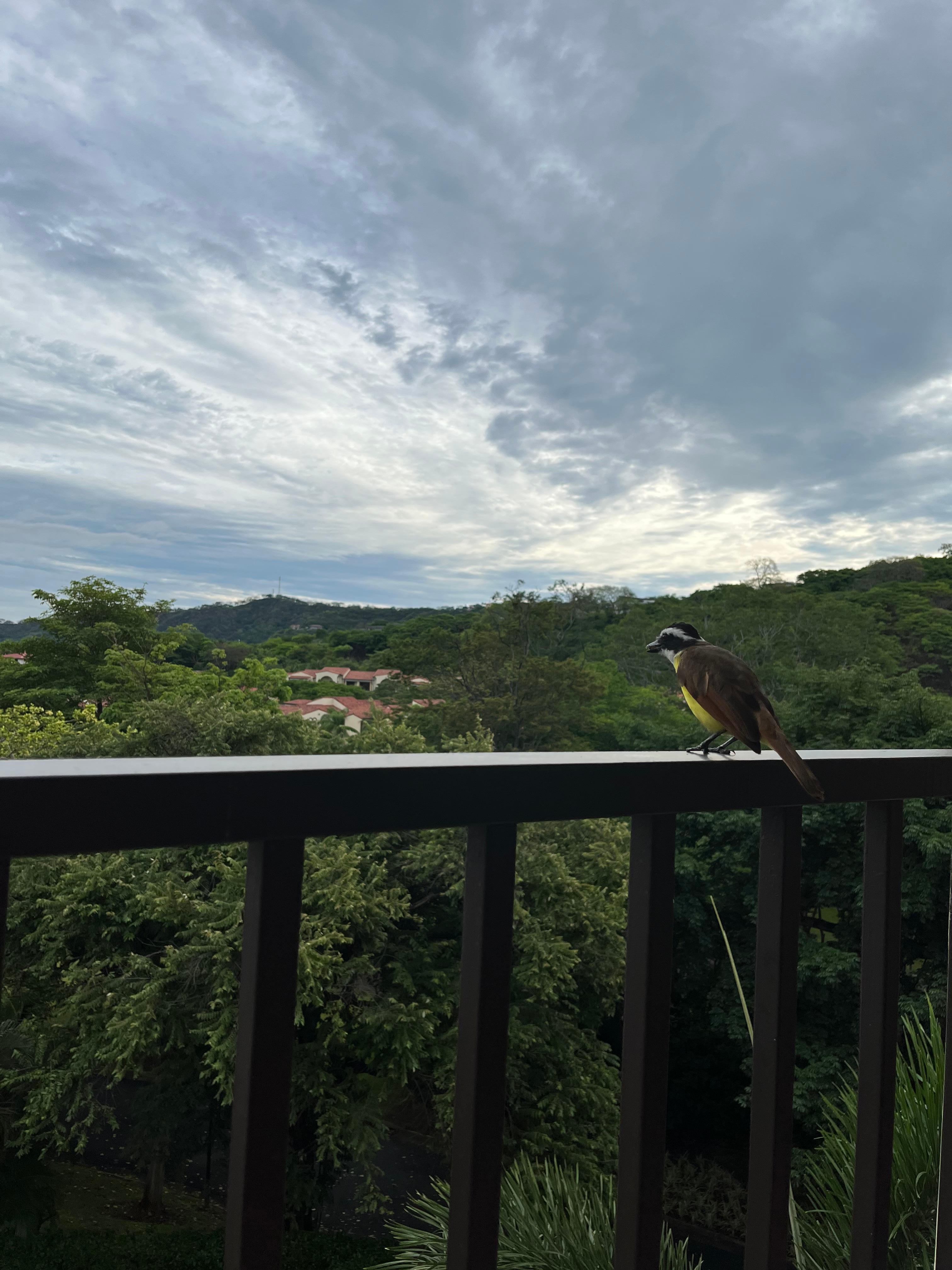 Gorgeous views from the patio balcony! Fun little birds visit you and keep you entertained.