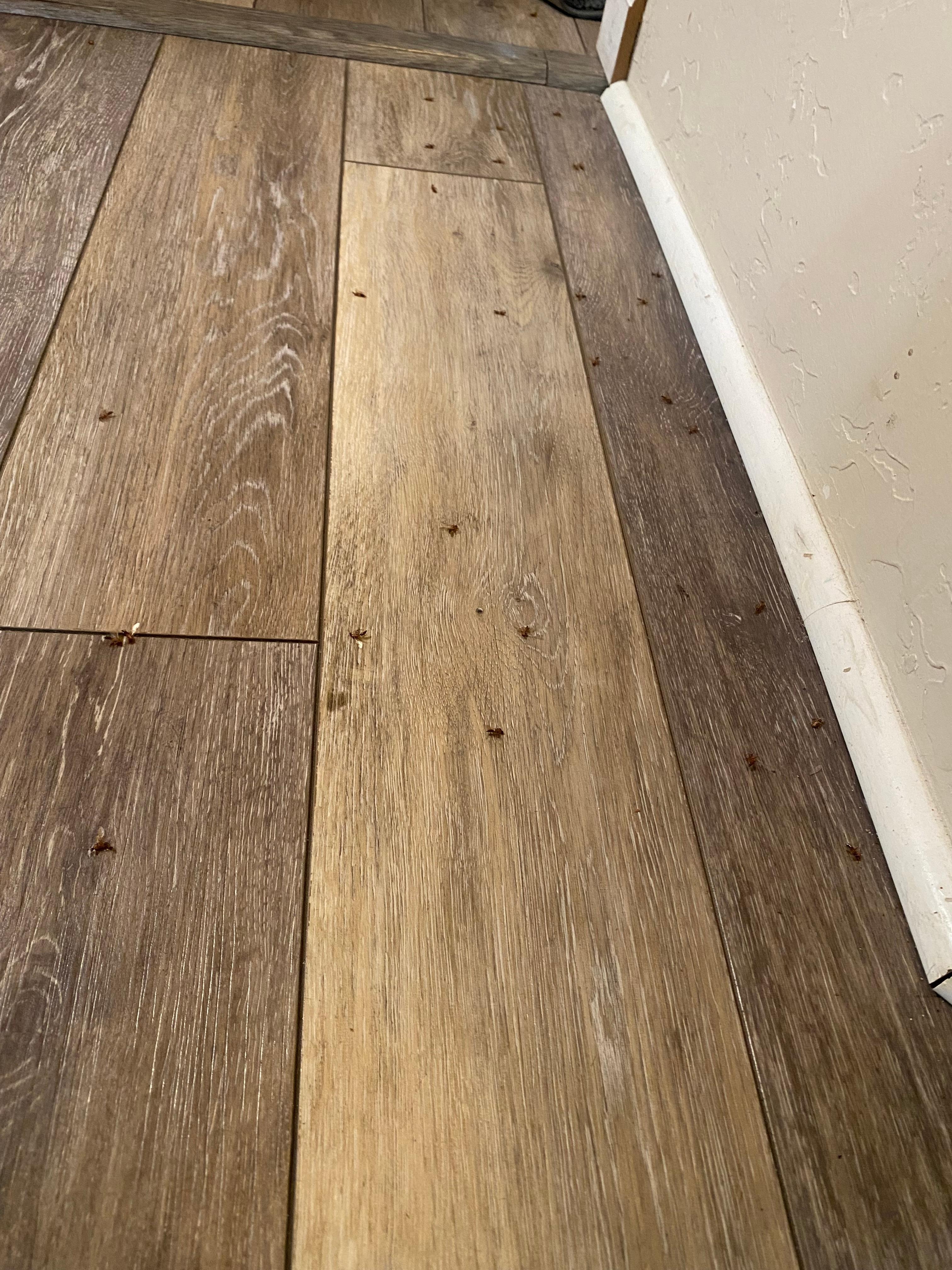 Dead termites that we sprayed 