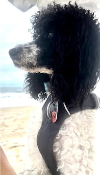 My dog enjoying the beach!