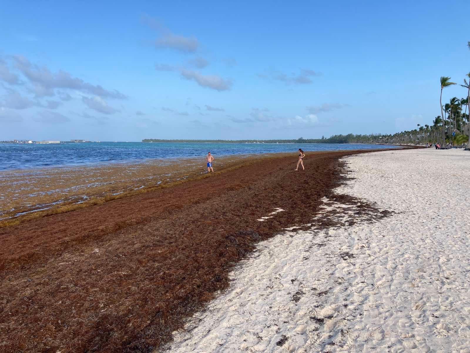 The beach is covered by decaying seaweeds