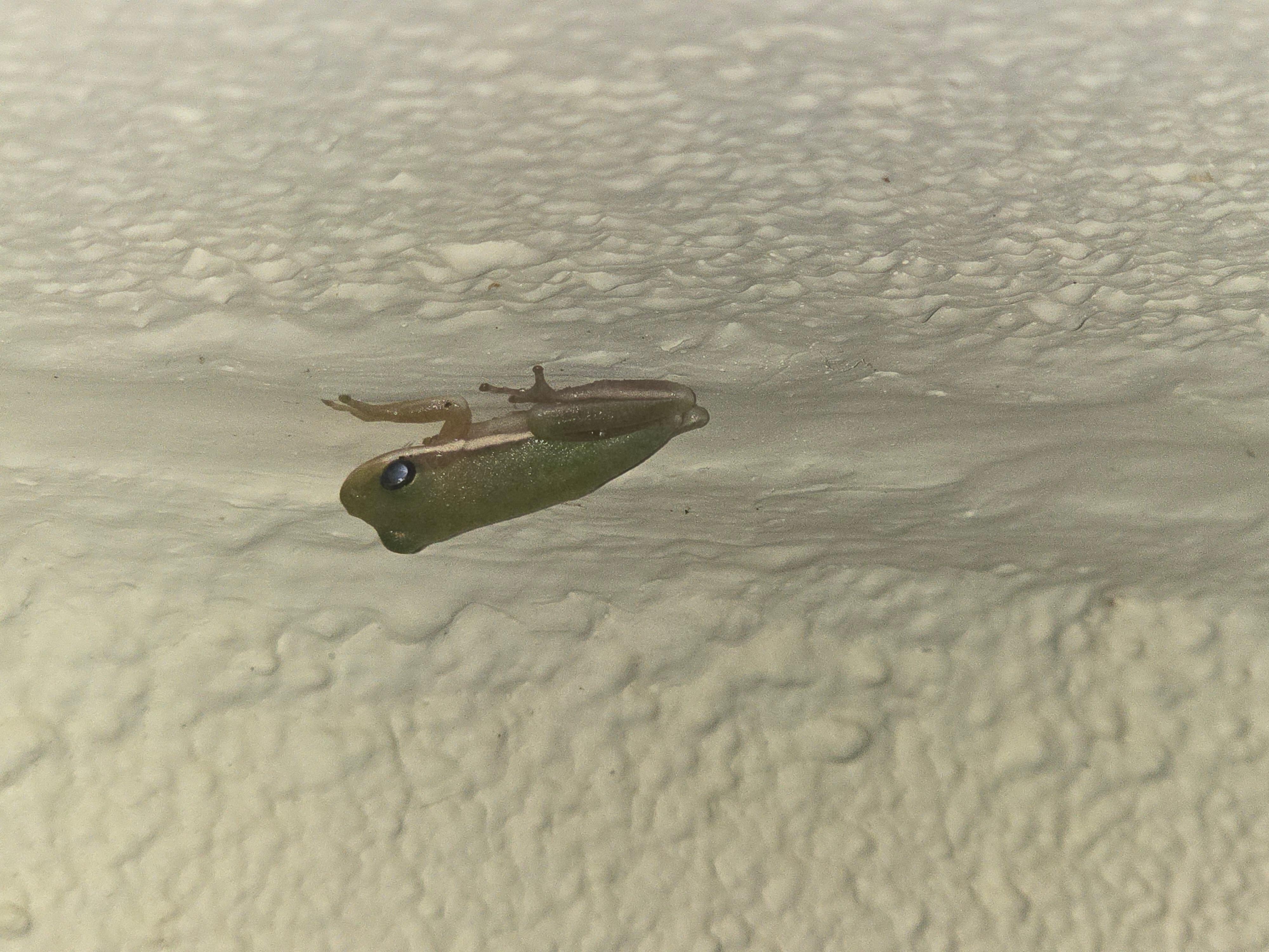 Porch friend - Small tree frog