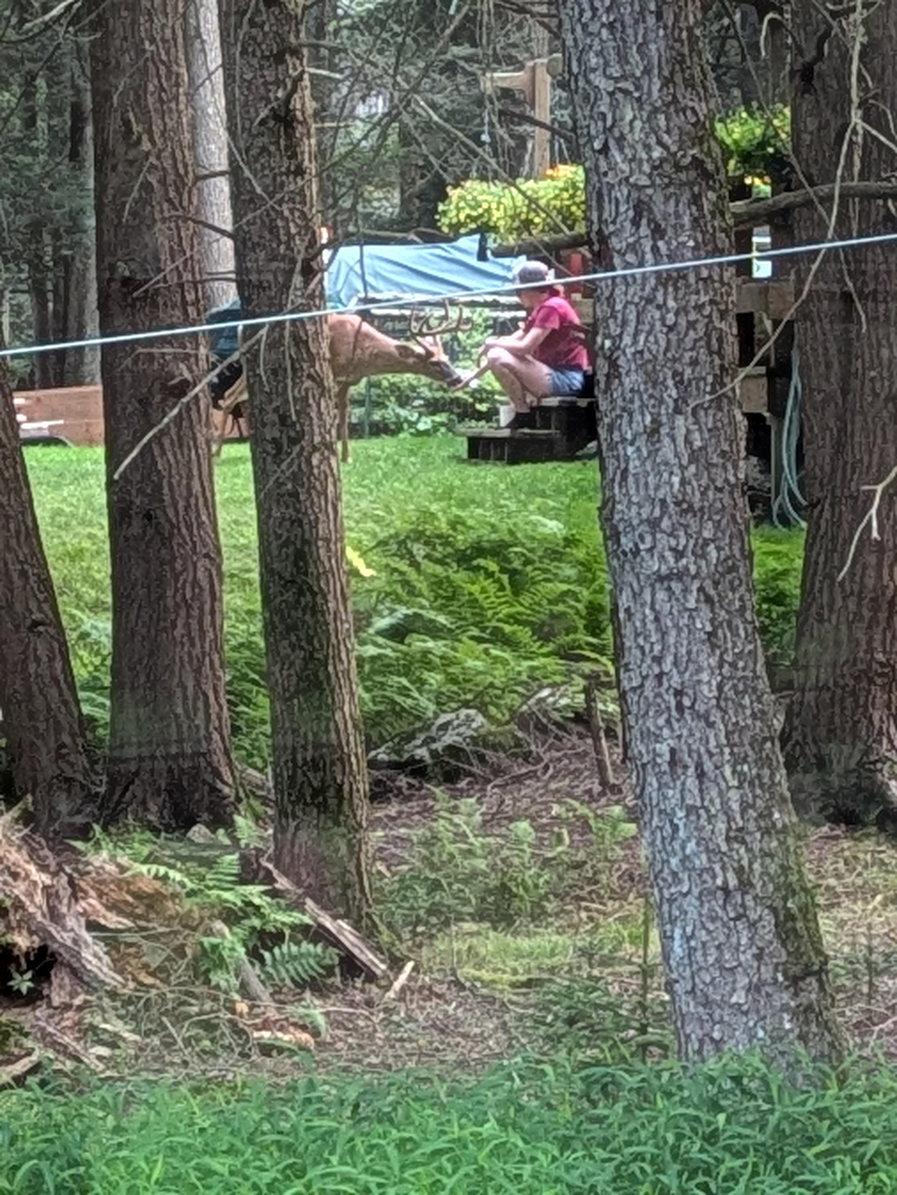 Deer being fed by hand from neighbor 