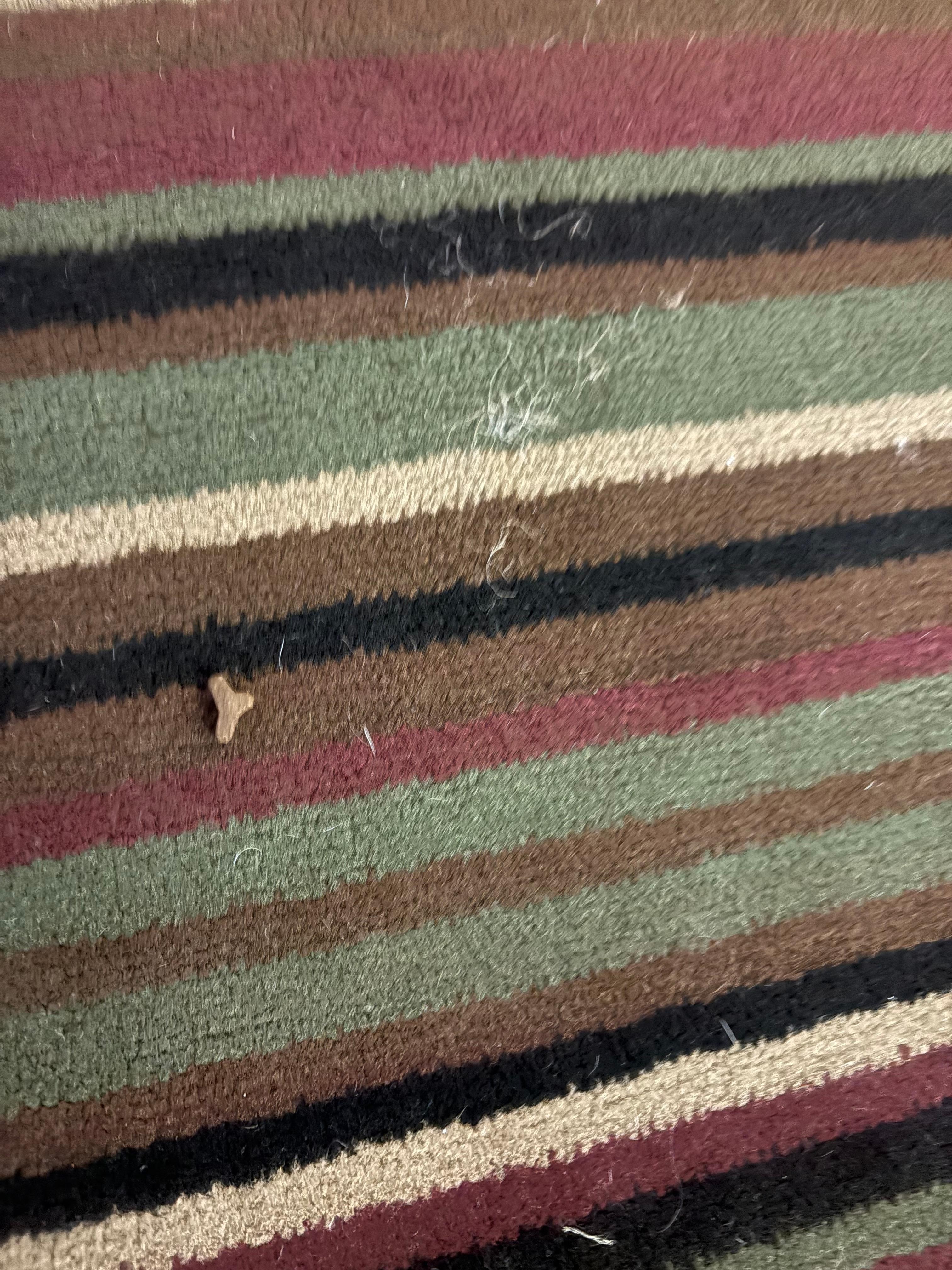 Pet food and hair ALL over the dirty carpet.