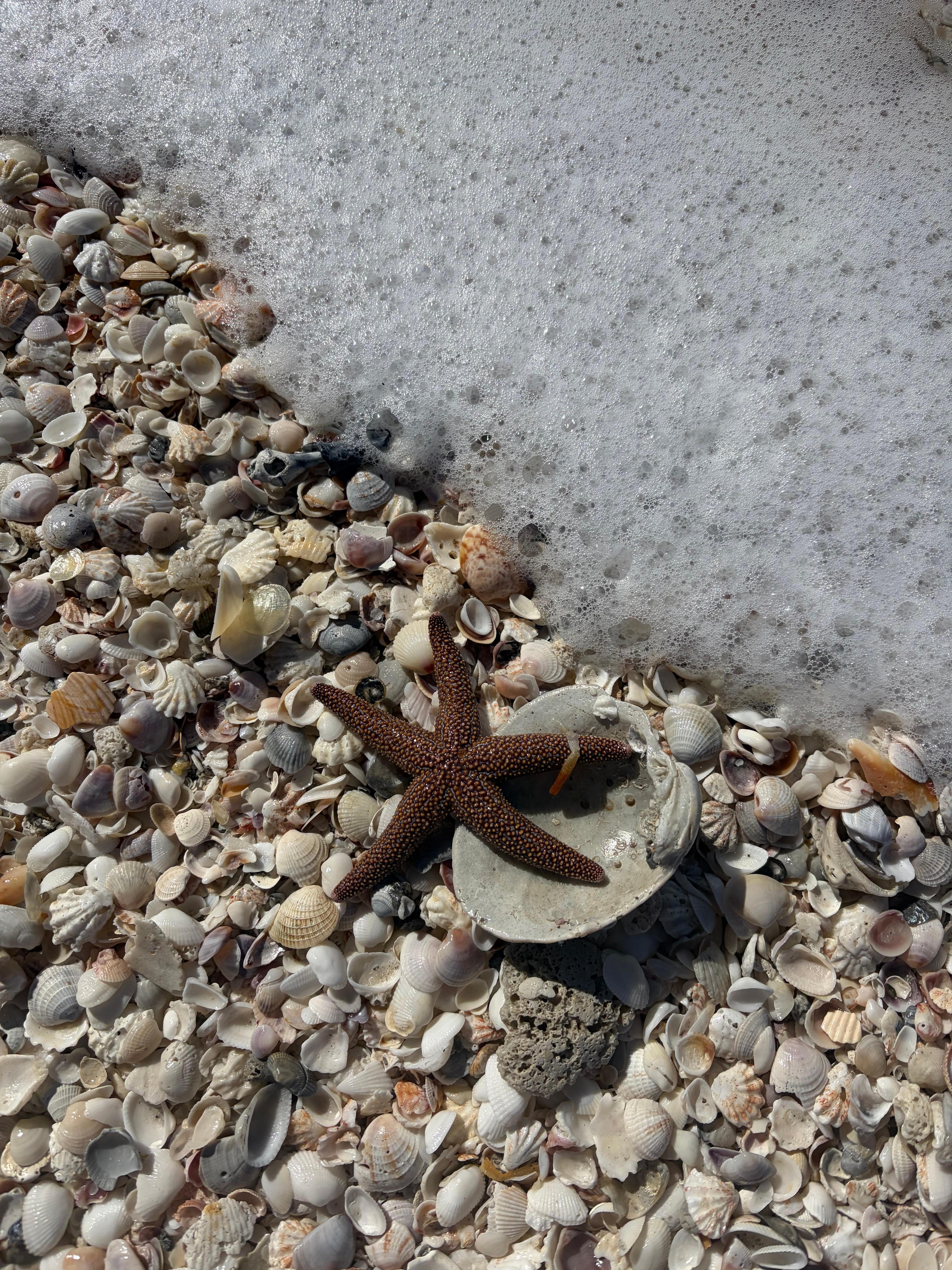 We threw the starfish back in the water. It was alive. 