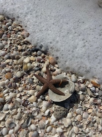 We threw the starfish back in the water. It was alive.