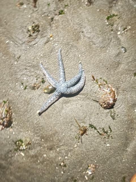 Late night starfish observing when the tide is out.