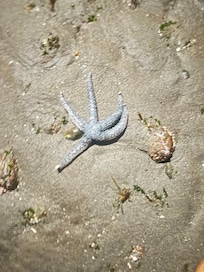 Late night starfish observing when the tide is out.