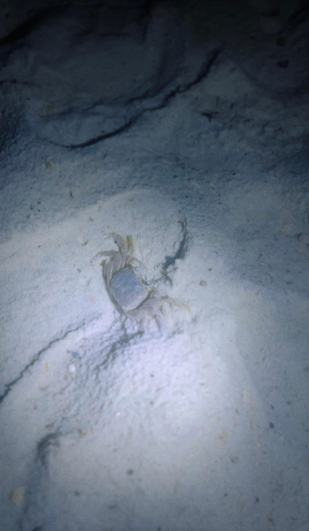 Crabbing at night was so much fun!