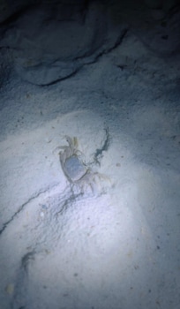 Crabbing at night was so much fun!