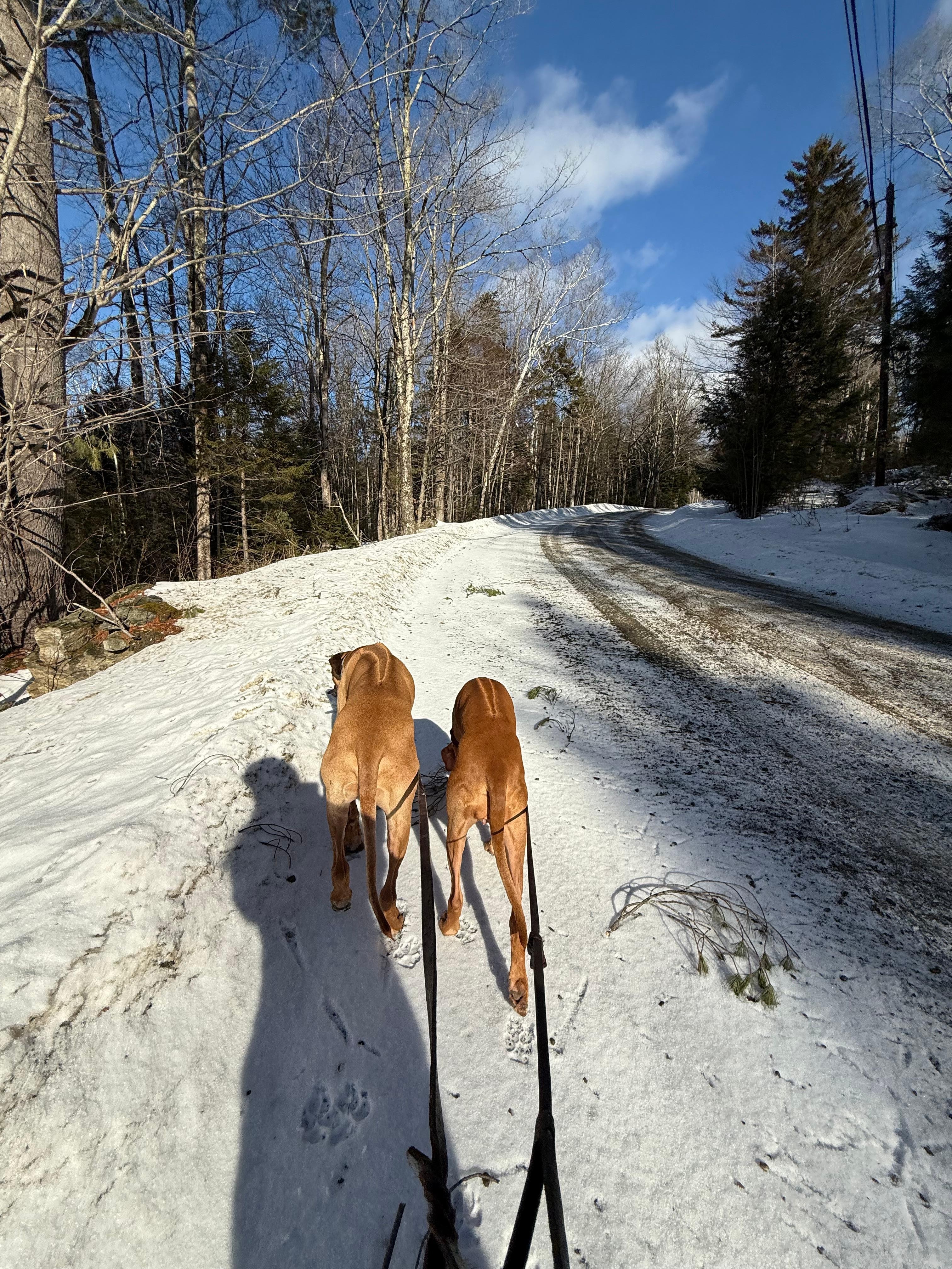 Winter walk down the driveway with the ridgebacks!