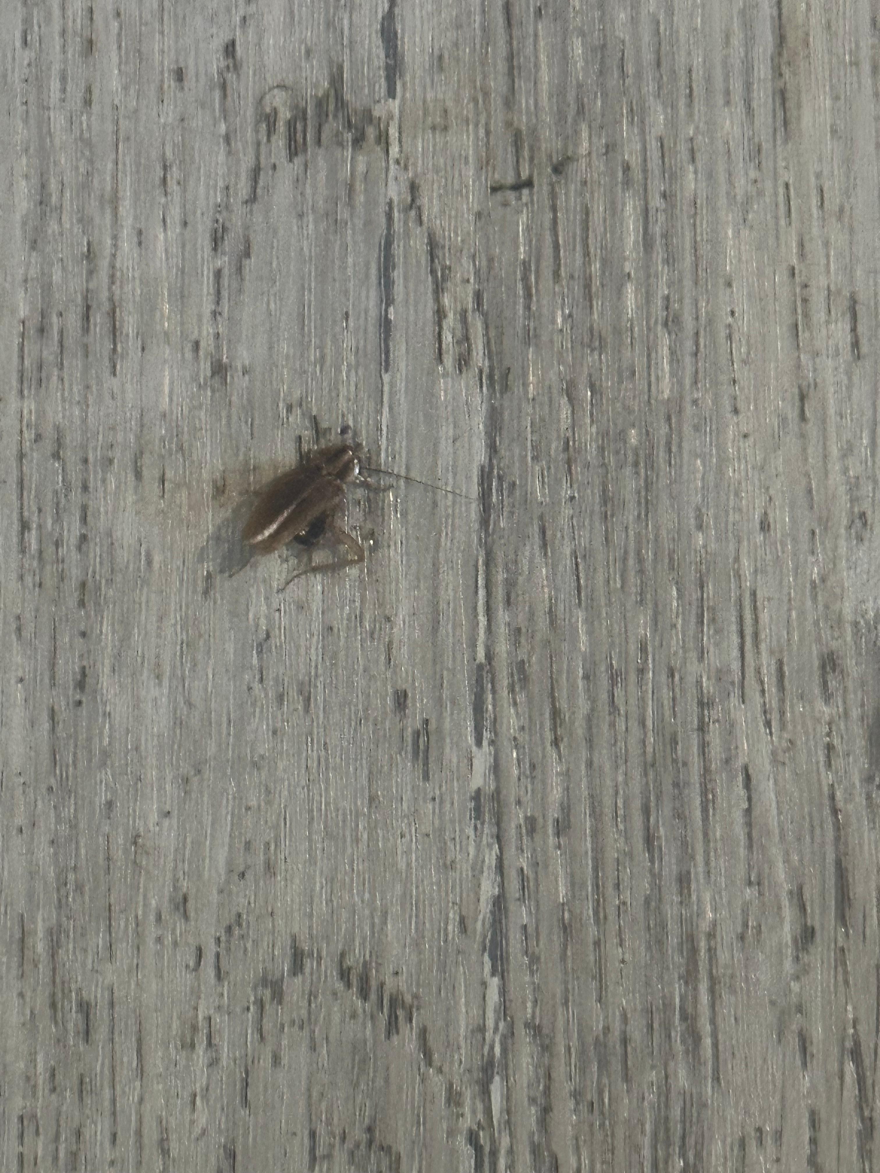 This is the cockroach 