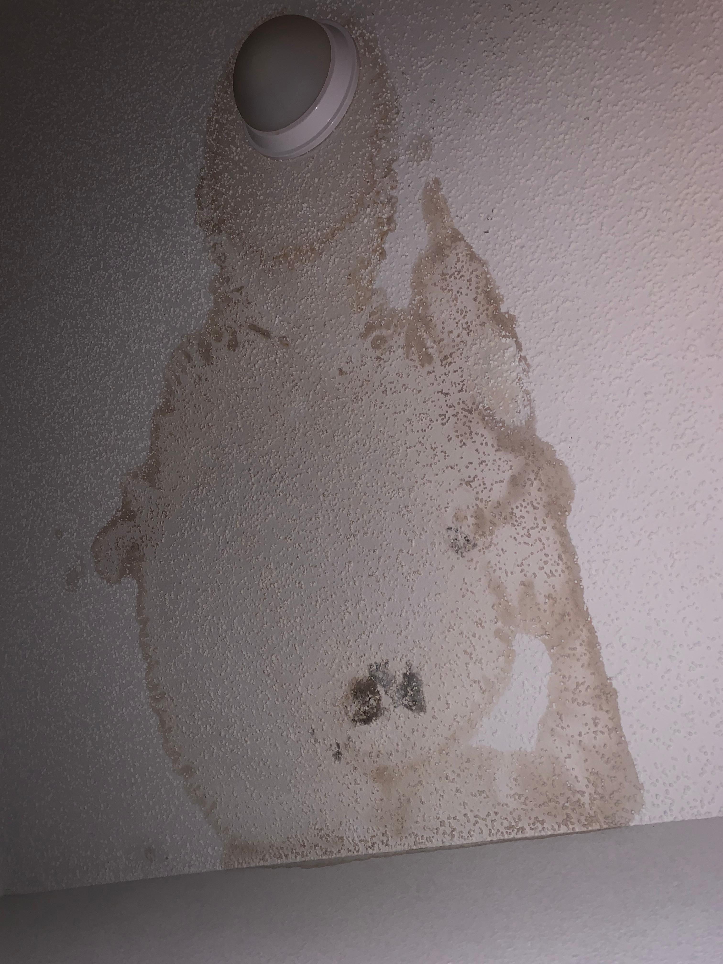 mold and water damage on ceiling in laundry room