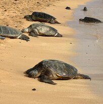 Sea turtles at Poipu Beach