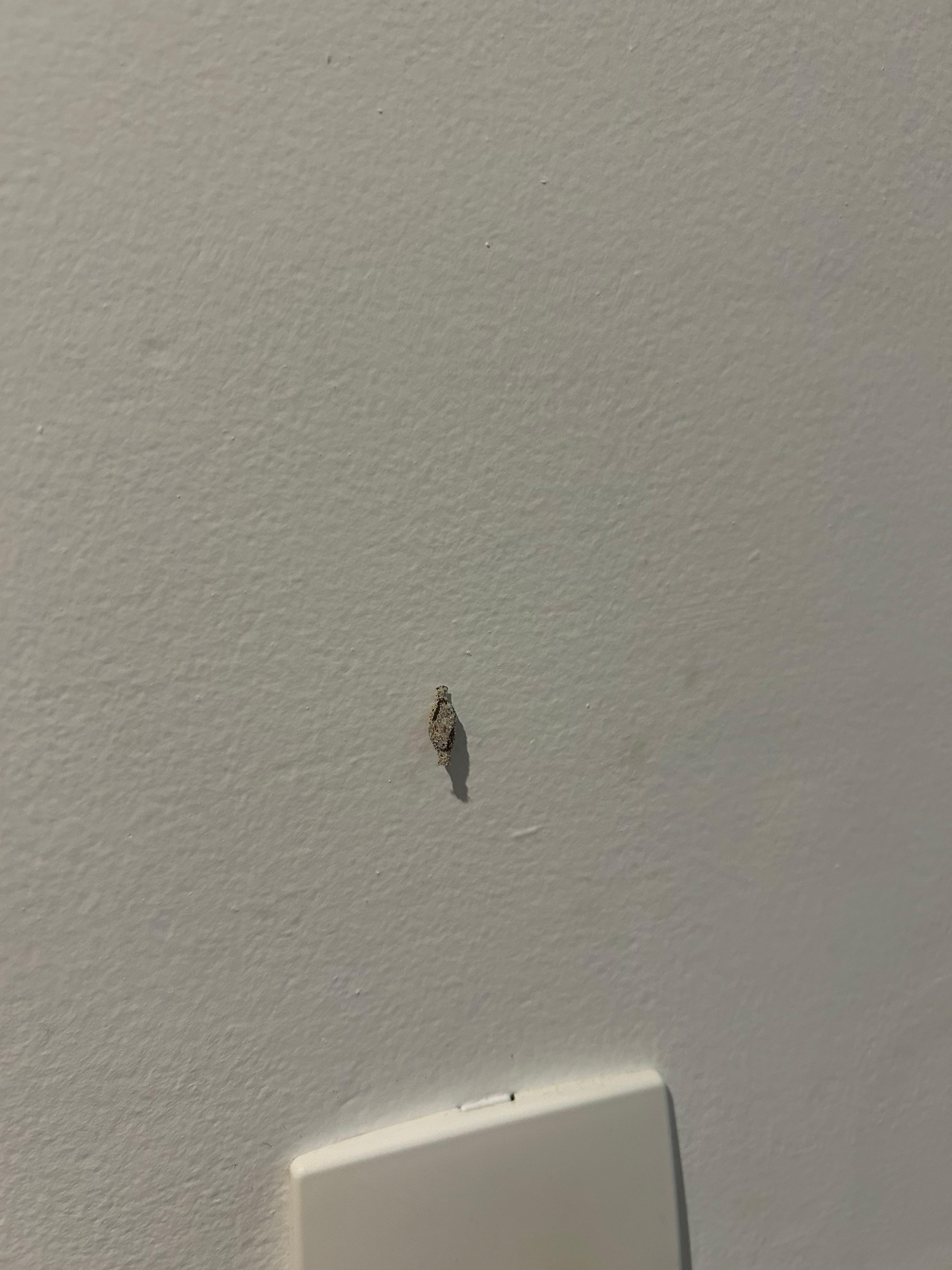 Insetos no quarto e banheiro