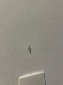 Insetos no quarto e banheiro