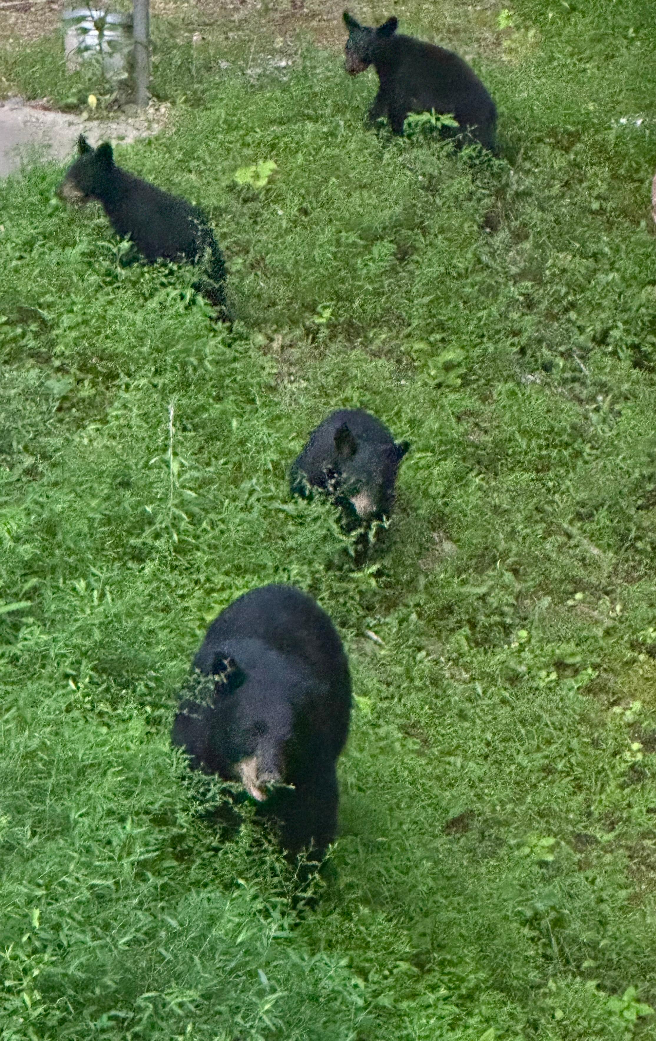 Visitors momma bear and her cubs!