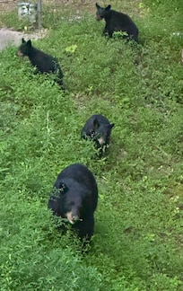 Visitors momma bear and her cubs!