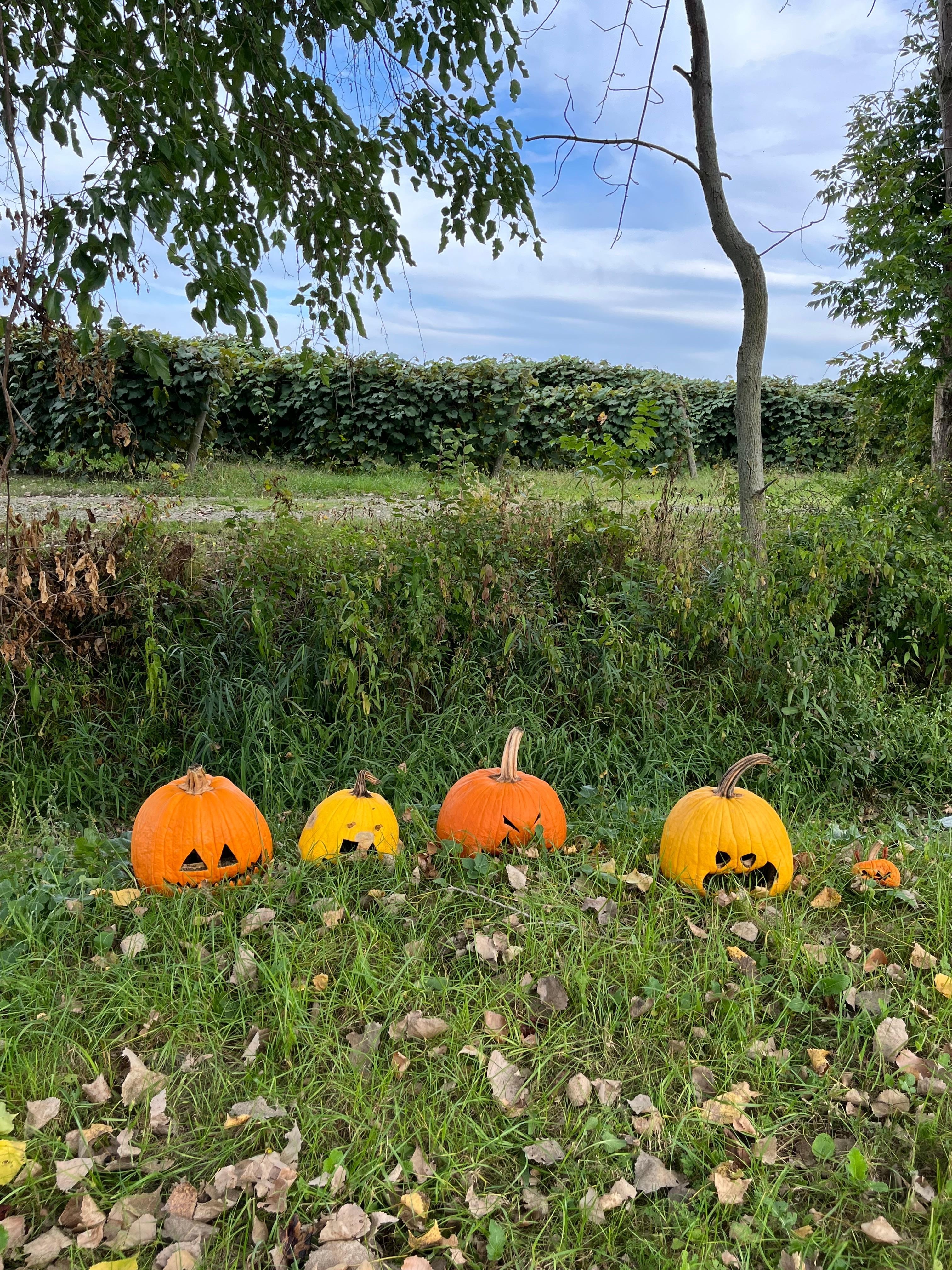 View across the road from us 🎃🎃