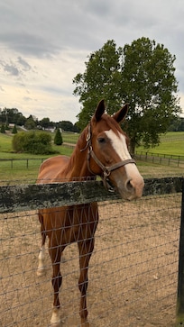 Such a friendly horse