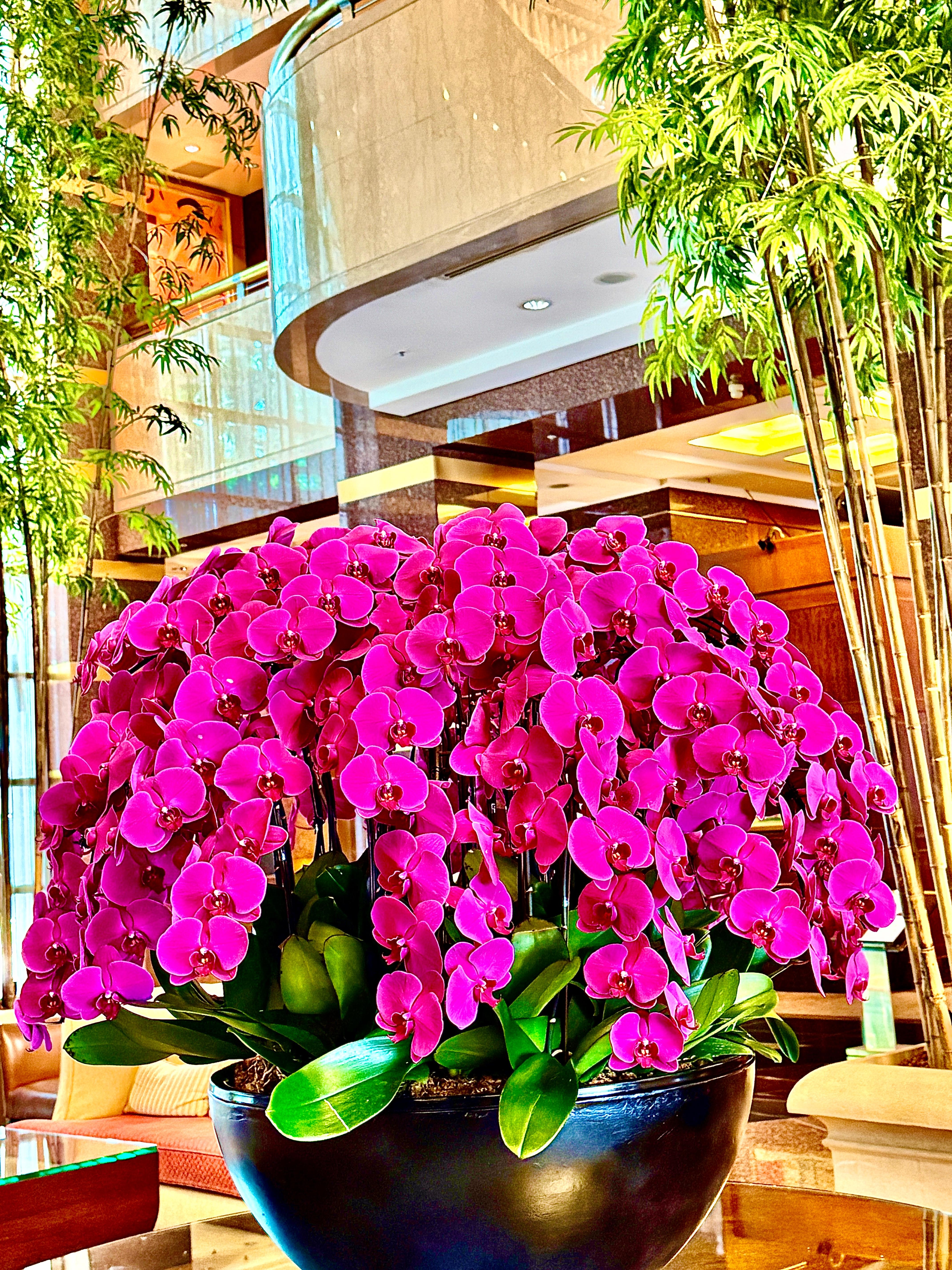 One of many orchid arrangements