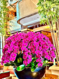 One of many orchid arrangements