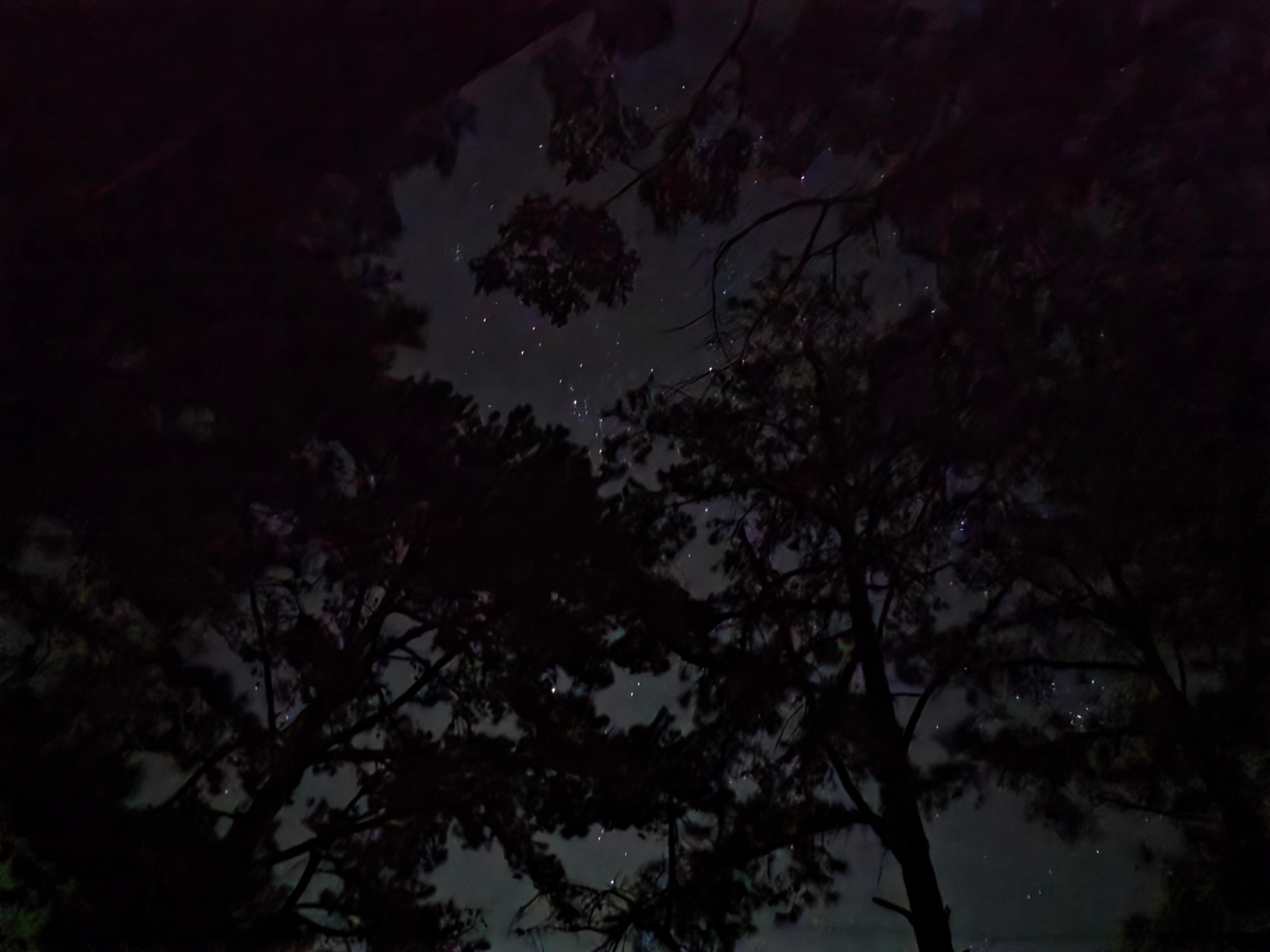 Night sky view through the pine trees on the deck. 