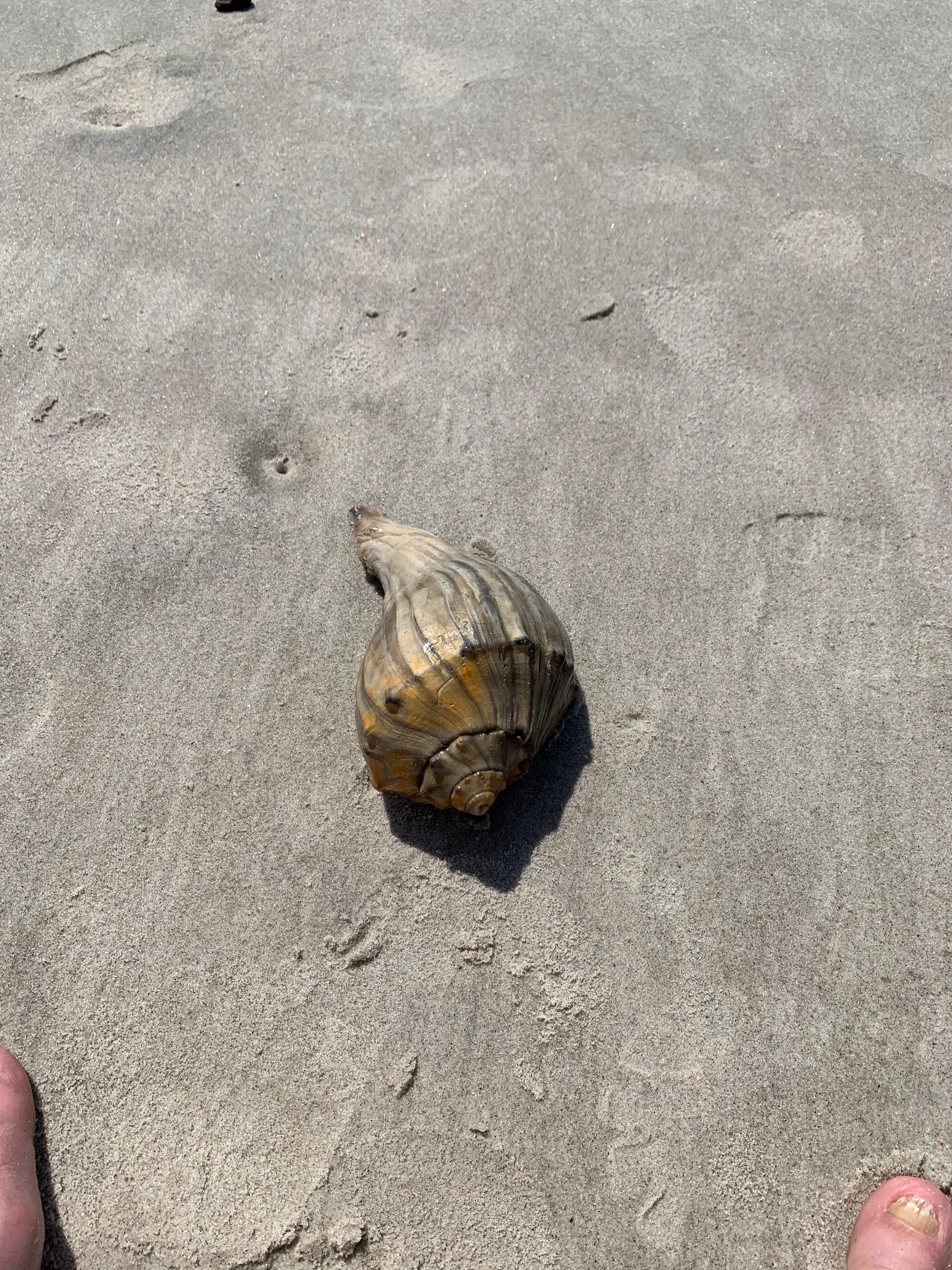 Found right in front of condo while setting our chairs up