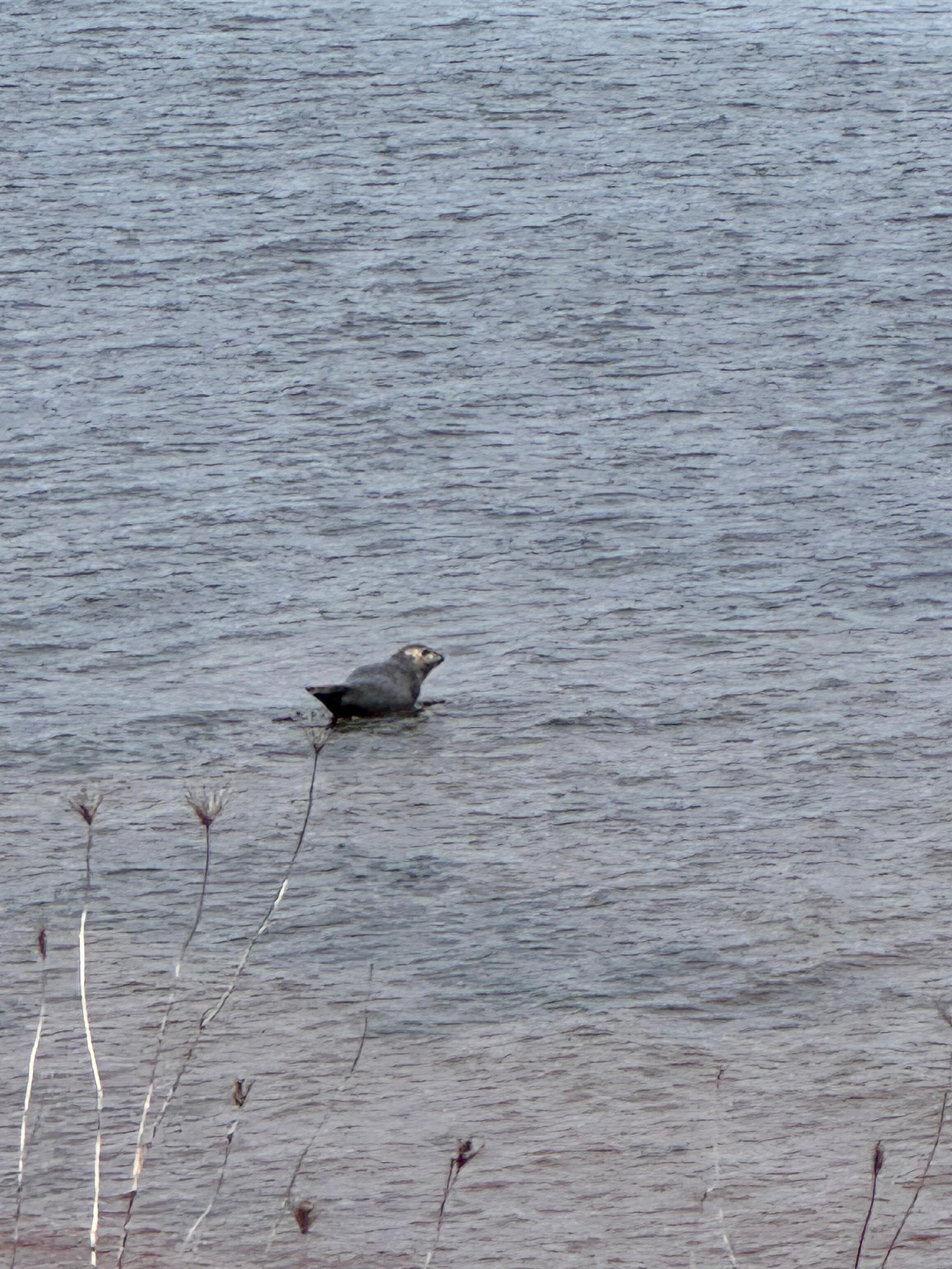 Seal hanging out on a rock close to the beach 