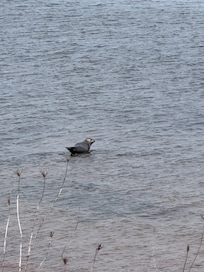 Seal hanging out on a rock close to the beach