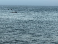 Dolphins and pelicans while shelling.