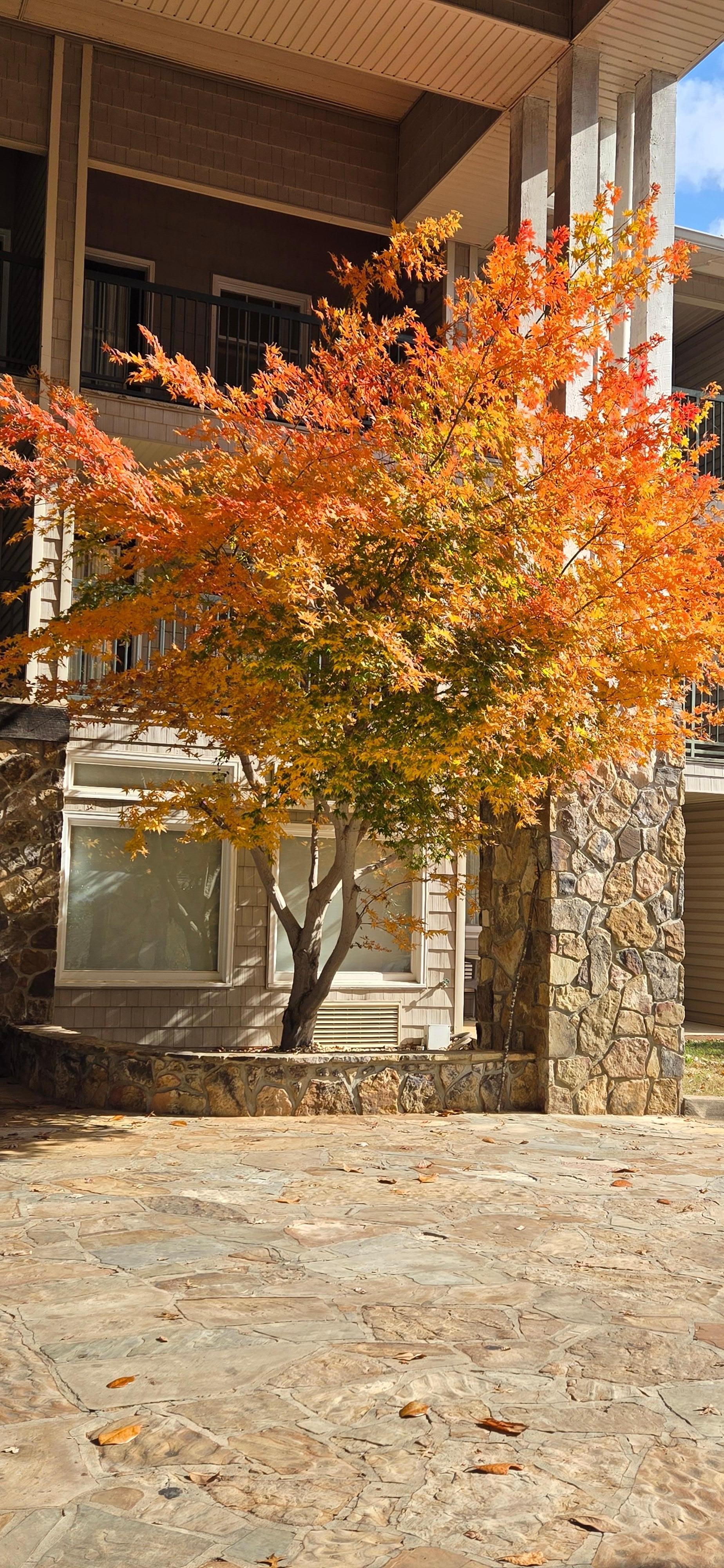 Beautiful tree at the entrance of the lodge.