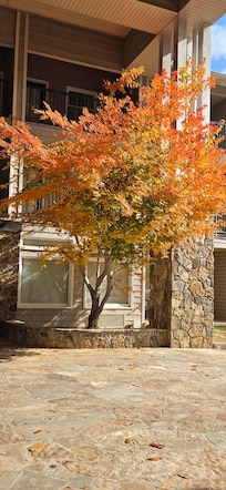 Beautiful tree at the entrance of the lodge.