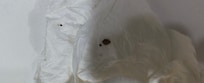 Bedbug from Bed (dead)