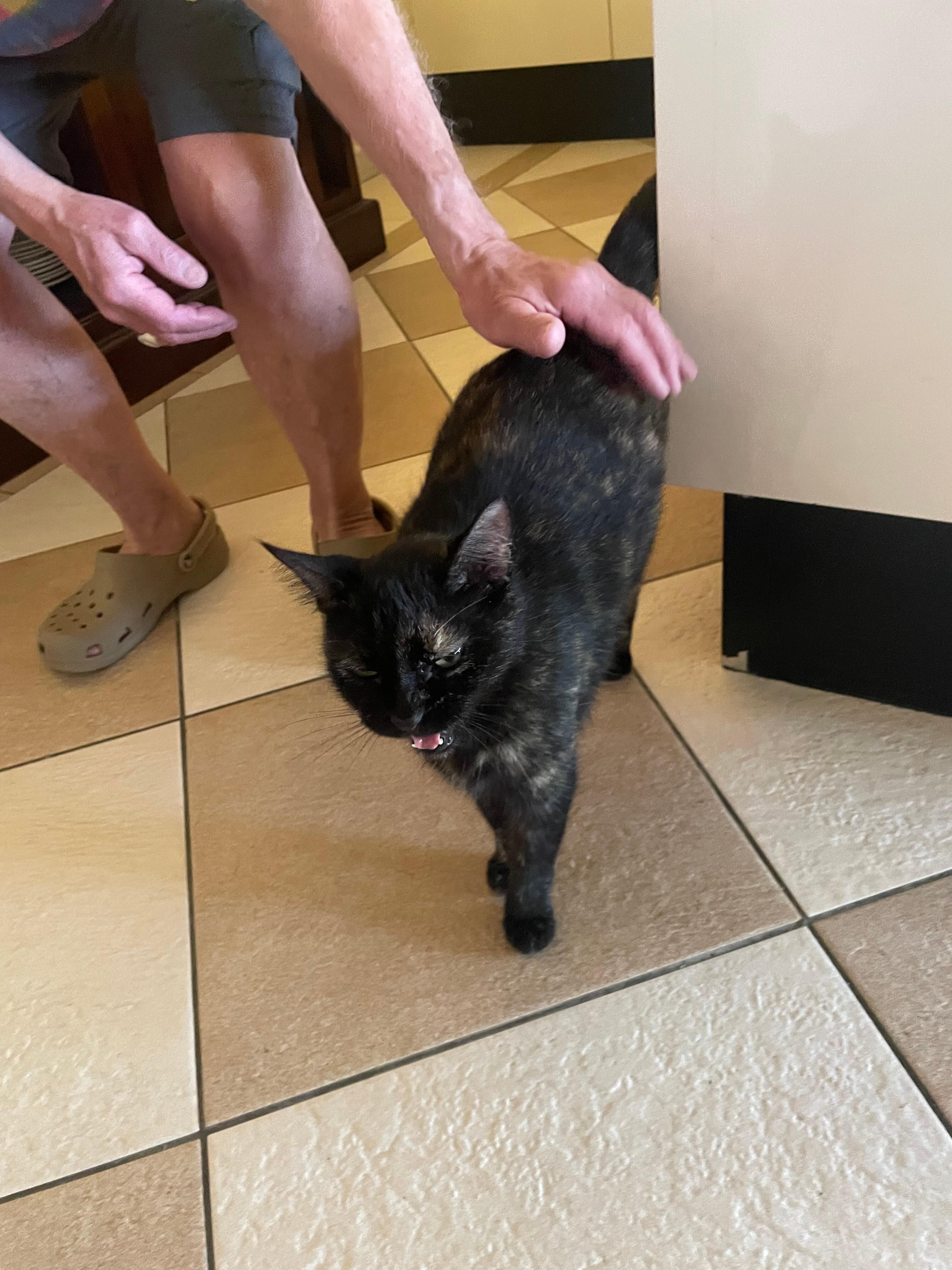 Friendly kitties visit IF you want. 