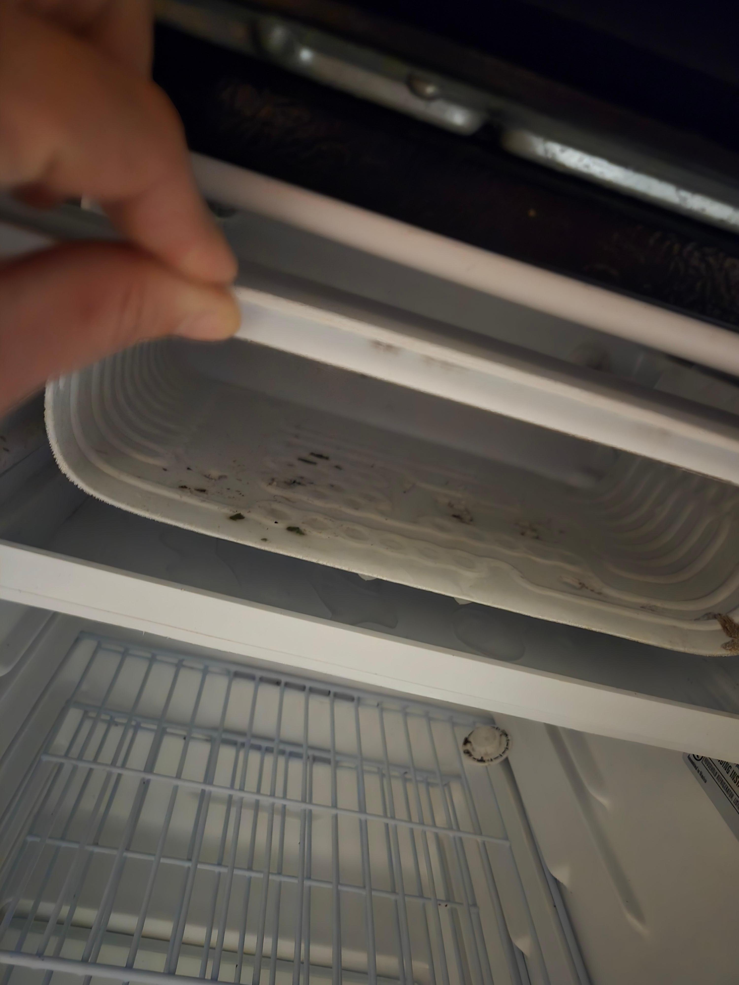 Mold or old food in freezer 