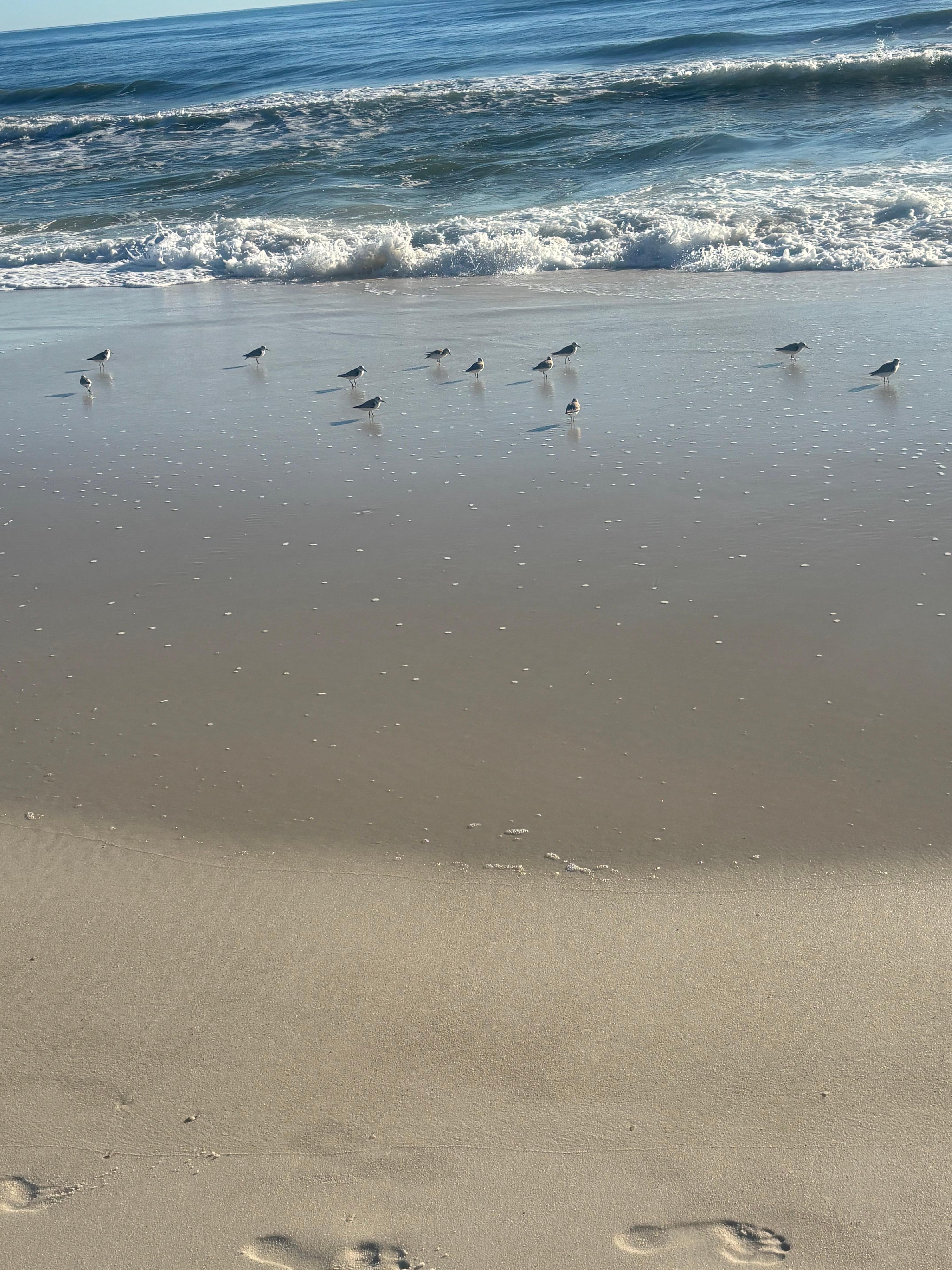 Sanderlings 