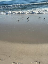 Sanderlings