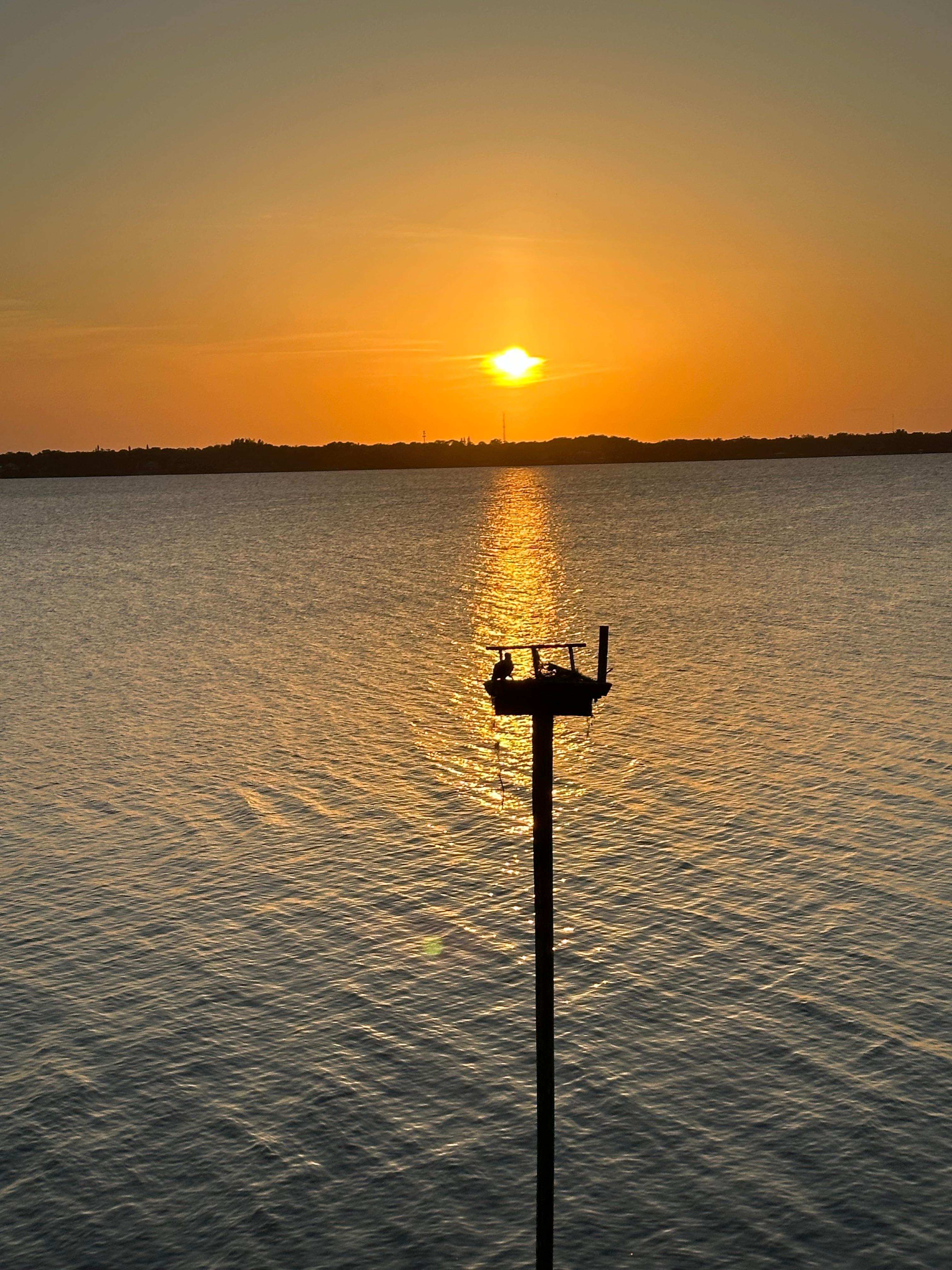 Osprey nest at sunset