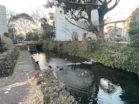 源兵衛川のカモ