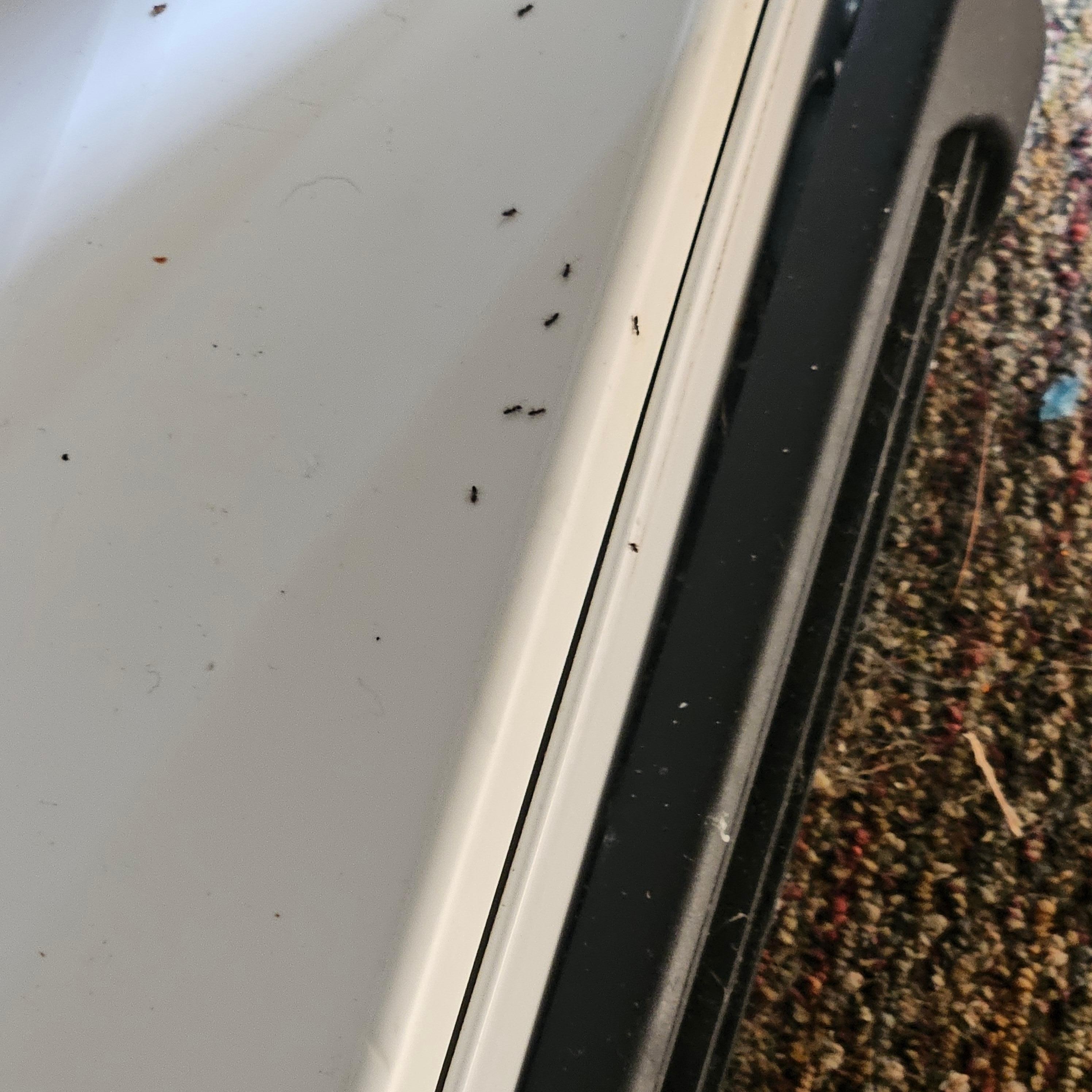 Ants in the refrigerator 