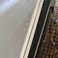 Ants in the refrigerator