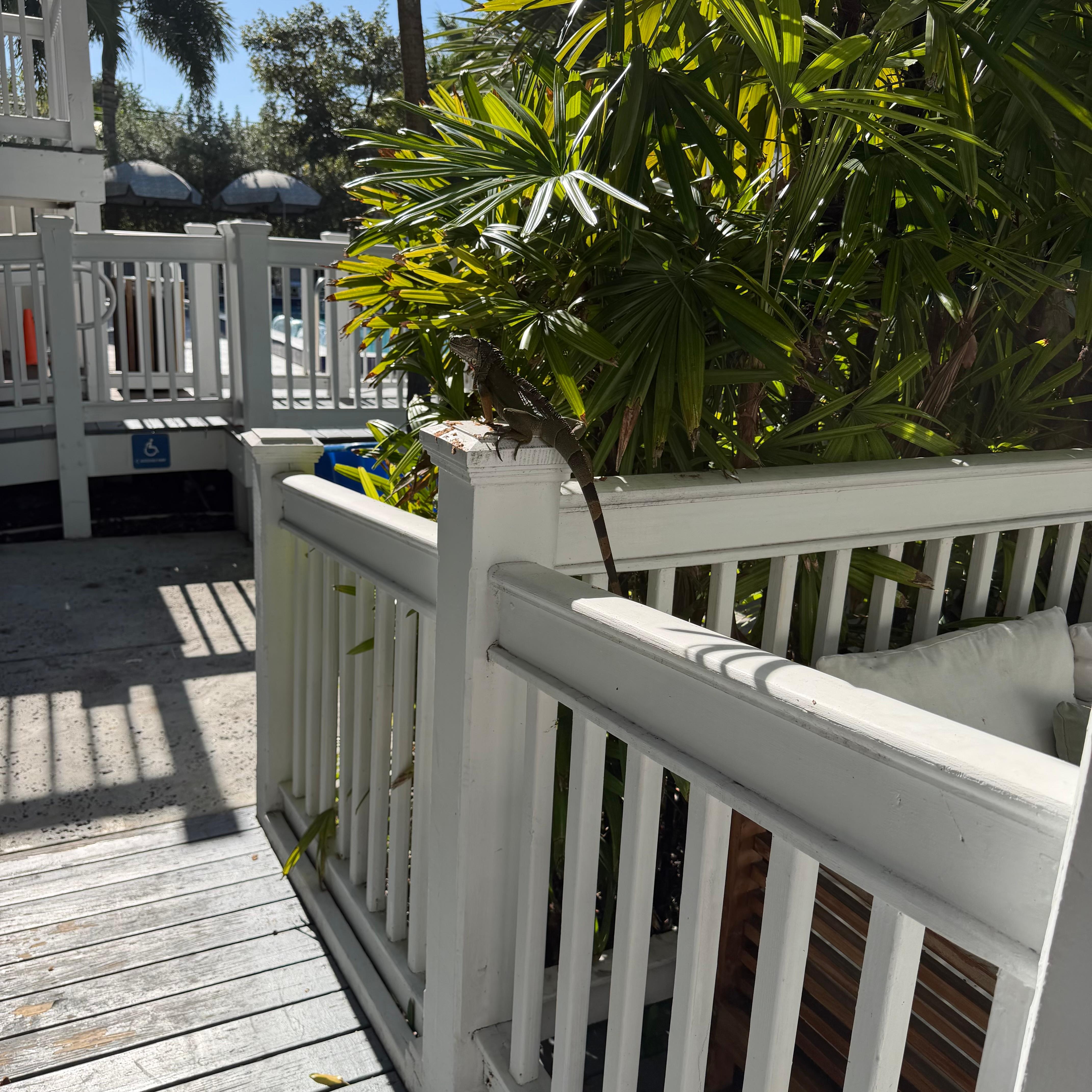 Only picture I got and on our last day! We were walking out of our room when we got a little up close and led visit from an iguana 😊